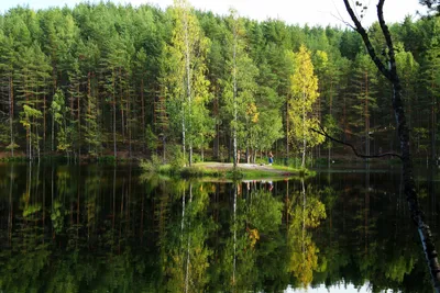 Фото лесного озера Верхнерусское в формате png