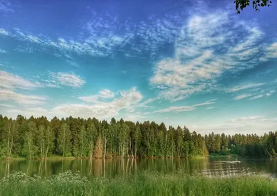 Фото лесного озера для использования как фоны