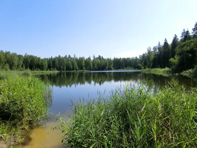 Фото лесного озера: красивые изображения png для скачивания