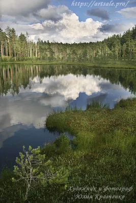 Фото лесного озера, окруженного живописной природой
