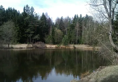 Прекрасное озеро среди леса на фото
