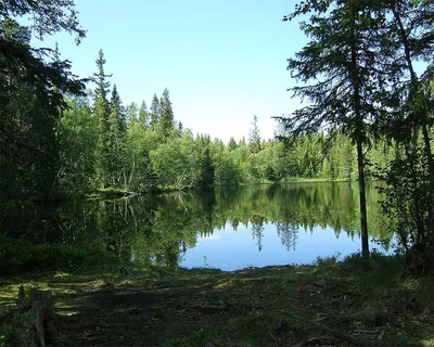 Запечатлел красоту лесного озера на фото
