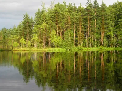 Уникальные фото лесного озера в формате PNG