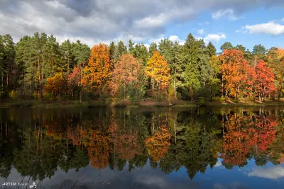 Загадочная красота: фото лесного озера