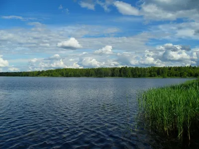 Лесное озеро на фото великолепного пейзажа