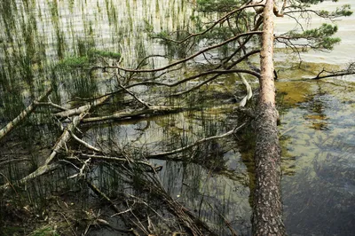 Удивительные фотографии лесного озера