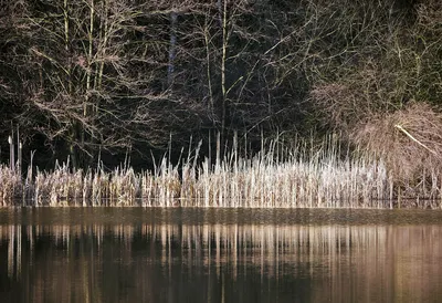 Картинка лесного озера: рисунок природы в отличном качестве 4K