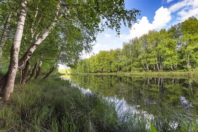 Фото на андроид с лесным озером: красивые обои для любителей природы