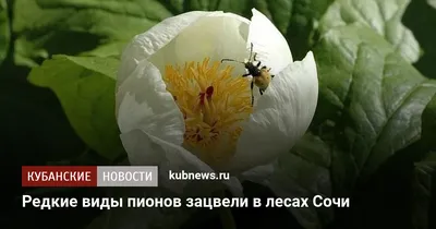 Уникальное изображение лесного пиона на выбор