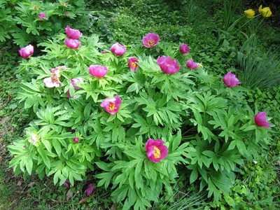 Лесной пион - прекрасная фотка для любителей цветов