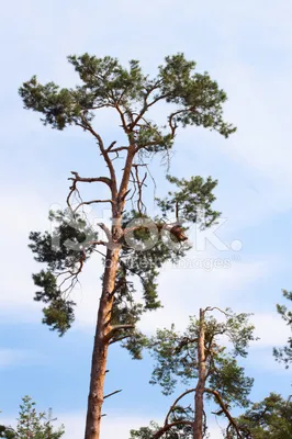 Живописный бор: Впечатляющие фото хвойных деревьев