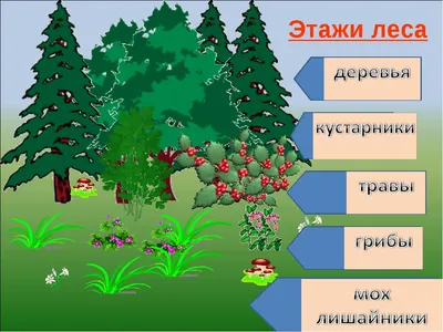 Чарующий лесной массив: Загадочные фотографии деревьев