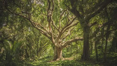 Возрождение природы: Фотографии расцветающих лесных деревьев