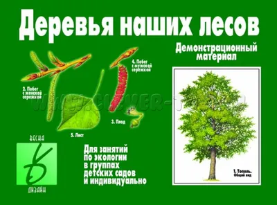 Секретные тропинки: Фотографии деревьев на живописных лесных тропах.