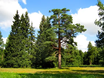 Загадочные рисунки лесных деревьев