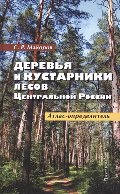 Фотка величественных деревьев: красивый рисунок на айфон