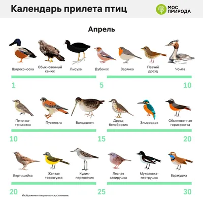 Фотографии лесных птиц Пермского края: доступные форматы - png