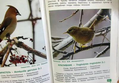 Фото лесной птицы в прекрасном осеннем пейзаже