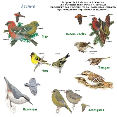 Фотографии различных видов лесных птиц России