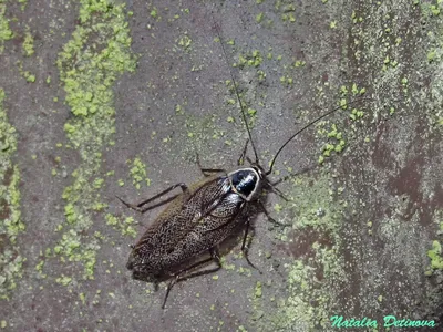 Фото лесных тараканов для исследования