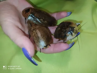 Фотографии лесных тараканов: удивительные моменты в жизни насекомых