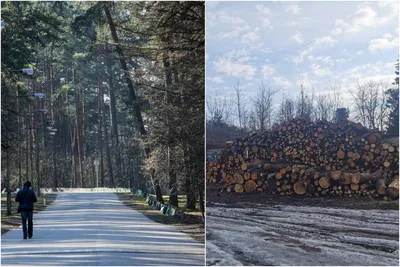 Фото Лесов нет где леса на старых в различных размерах и форматах