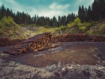 Незабываемые виды без лесной зелени