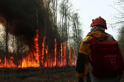 Осиротевшие леса на фото времен