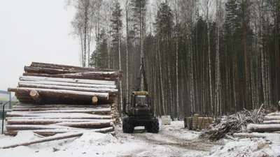 Фото природы: обои на телефон с живописными лесными пейзажами