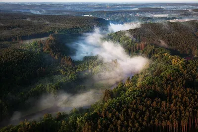 Фотографии леса на фоне закатов - волшебные моменты