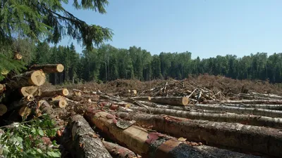 Фото леса на старых обоях для телефона: бесплатно, HD качество (2024)