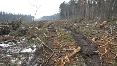 Удивительные фотографии зимнего леса: скачать бесплатно