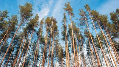 Фотографии лесного озера в закатных красках: скачать бесплатно