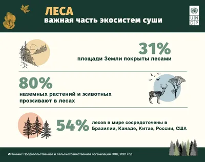 Бесподобные фотографии леса в 4K разрешении