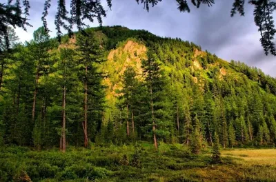 Фото лесных пейзажей в хорошем качестве