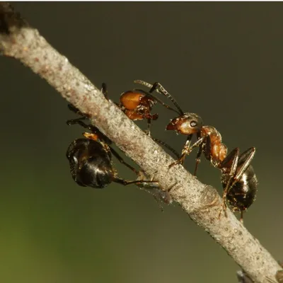 Изображения муравьев для использования