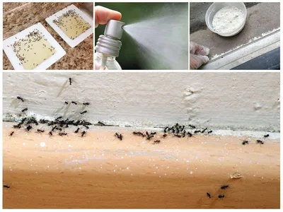 Картинки муравьев в разных форматах