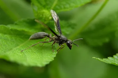 Уникальные фотографии муравьев