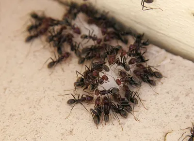 Картинки муравьев для бесплатного скачивания