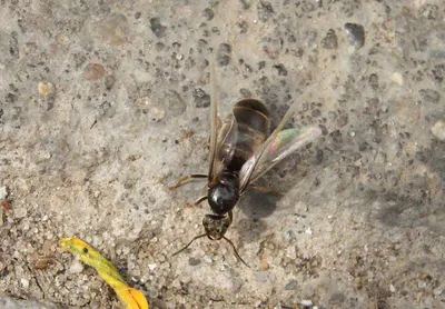 Изображения летающих муравьев в Full HD