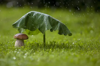 Летний дождь: красивые фотографии