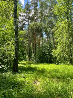 Фото лесной природы в HD качестве: Скачайте бесплатно