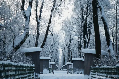 Летний сад зимой: Великолепие зимнего волшебства