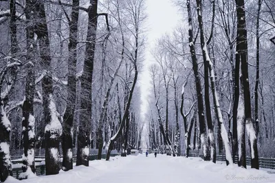 Летний сад в зимнем наряде: Фотографии для души