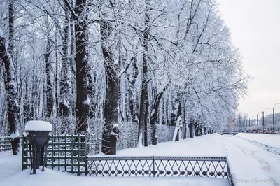 Летний сад в зимних обьятьях: Изысканные мгновения