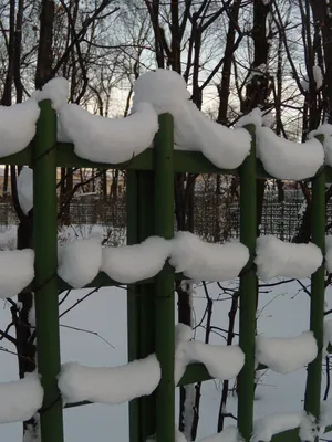 Летний сад в зимнем орнаменте: Взгляд на природу