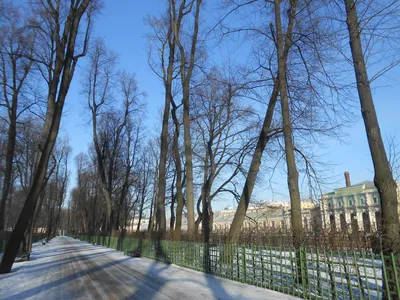 Зимний альбом летнего сада: Фотографии с выбором формата