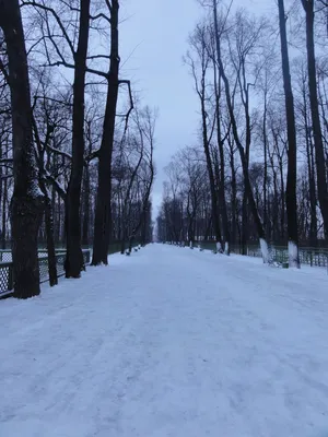 Летний сад зимой: Картинки зимнего уюта