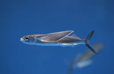Великолепное фото Летучей рыбы в различных форматах