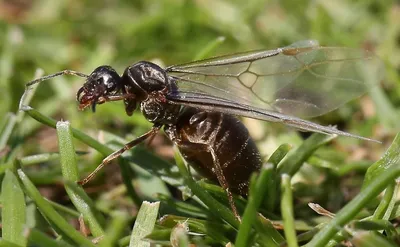 Удивительные снимки Летучих муравьев